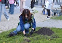 На Энгельса зацветут «деревья памяти»