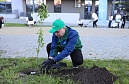 На Энгельса зацветут «деревья памяти»
